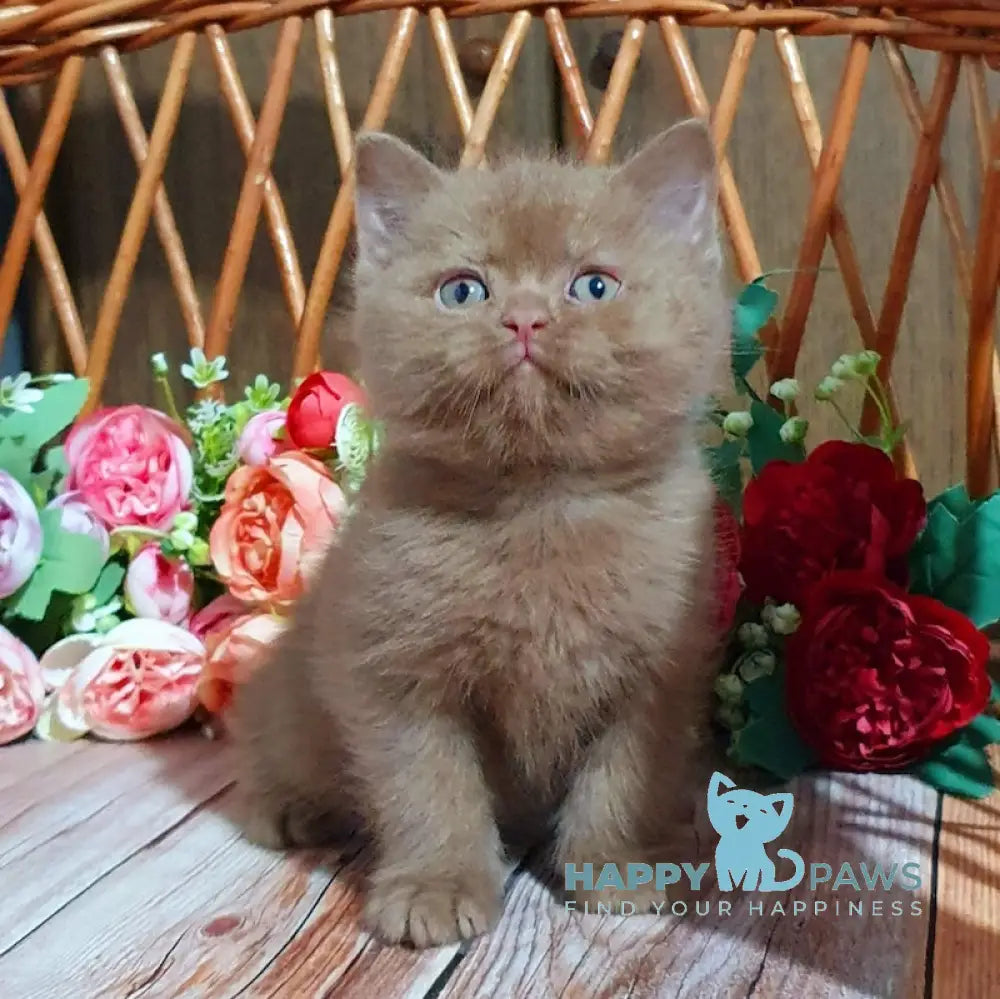 Ralf British Shorthair Male Cinnamon Live Animals