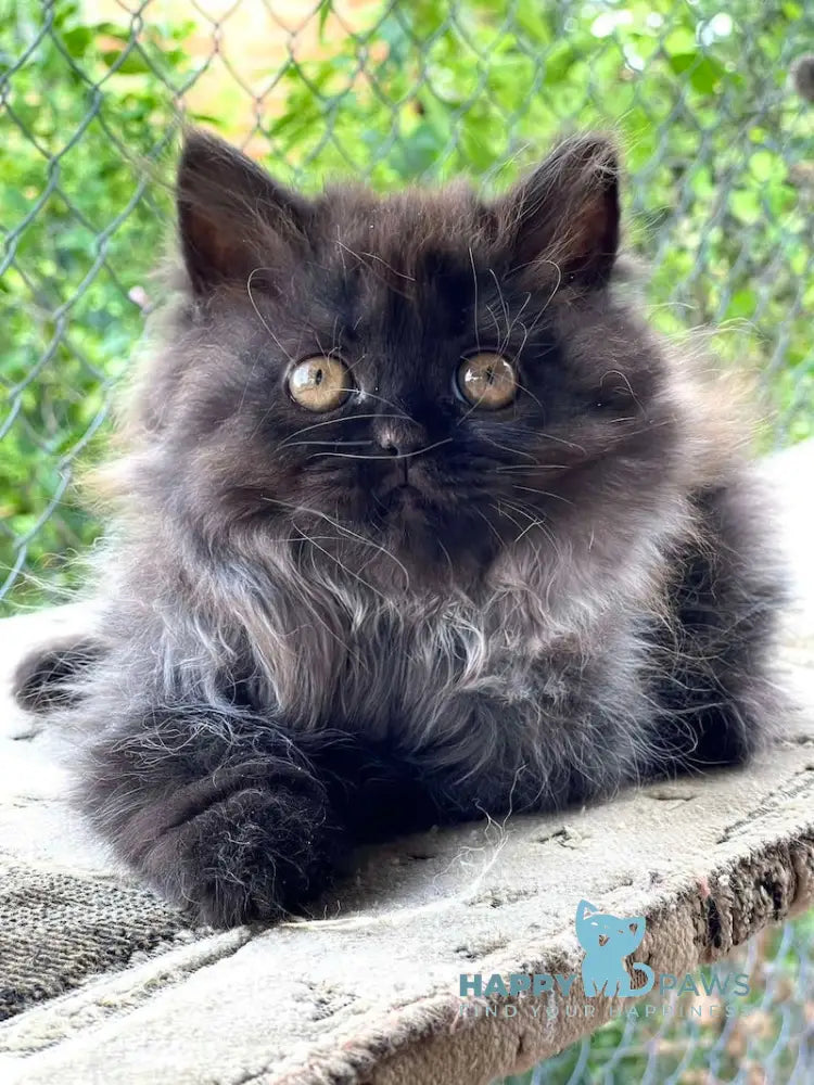 Ramina British Longhair Female Black Live Animals