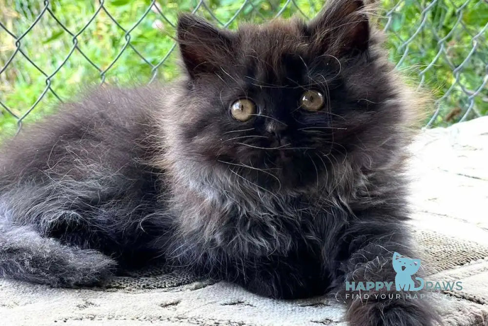 Ramina British Longhair Female Black Live Animals