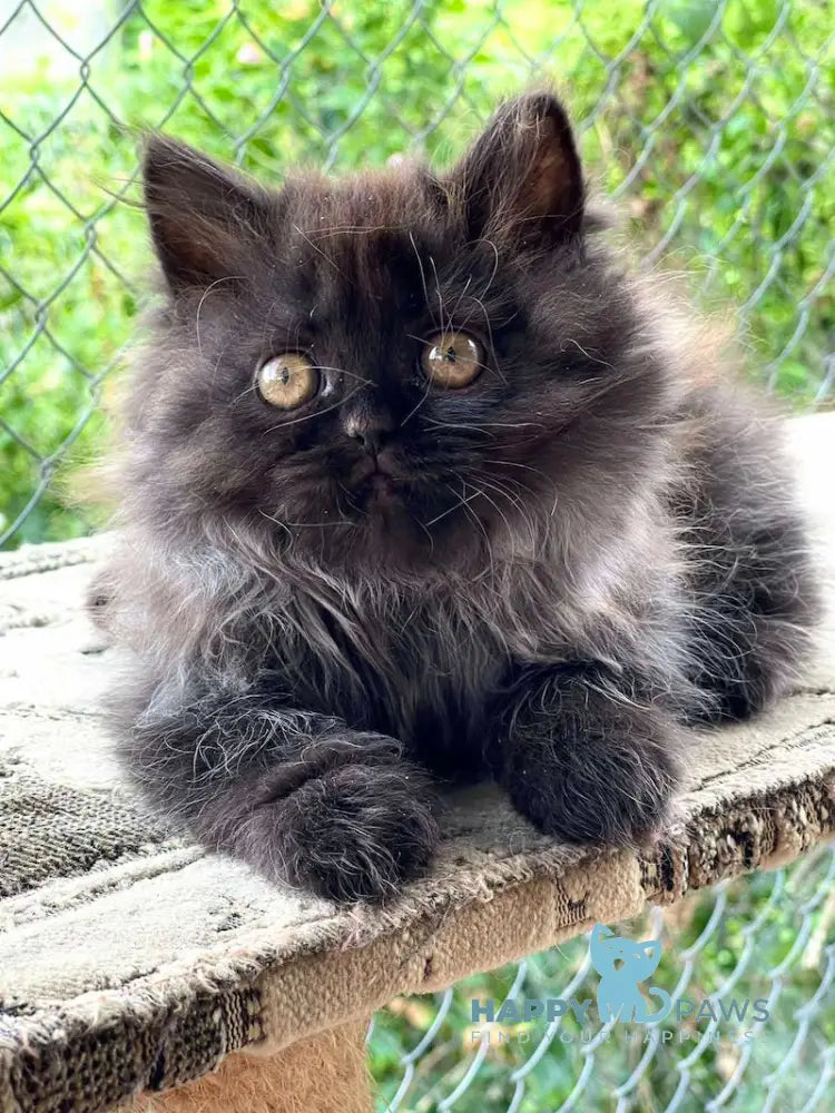 Ramina British Longhair Female Black Live Animals