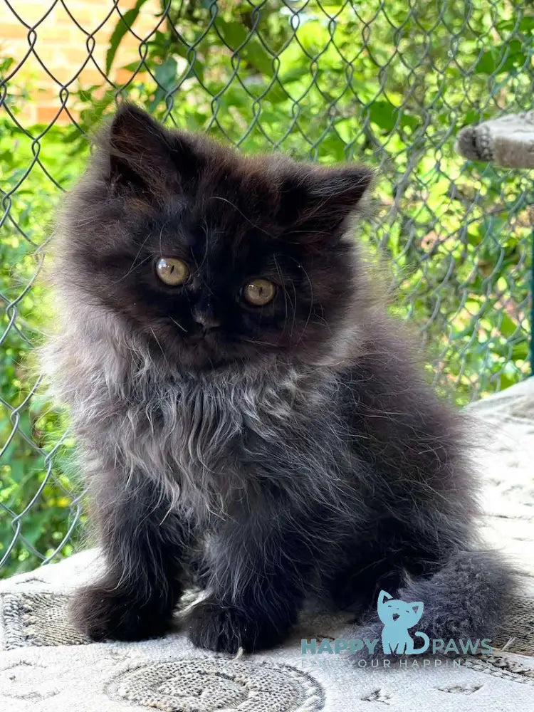 Ramina British Longhair Female Black Live Animals