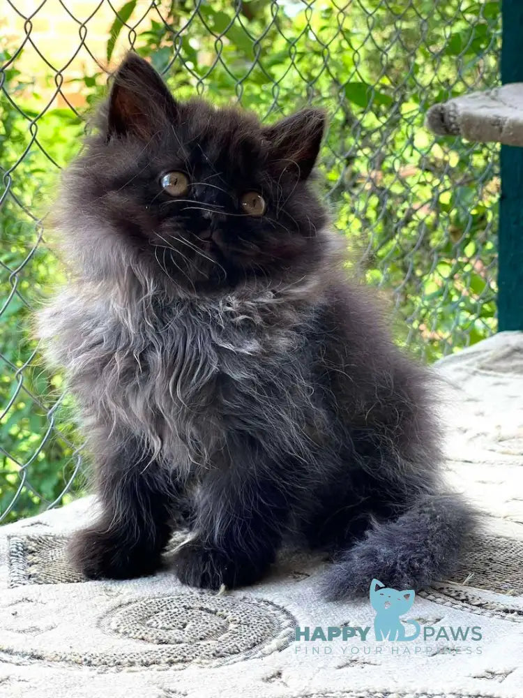 Ramina British Longhair Female Black Live Animals