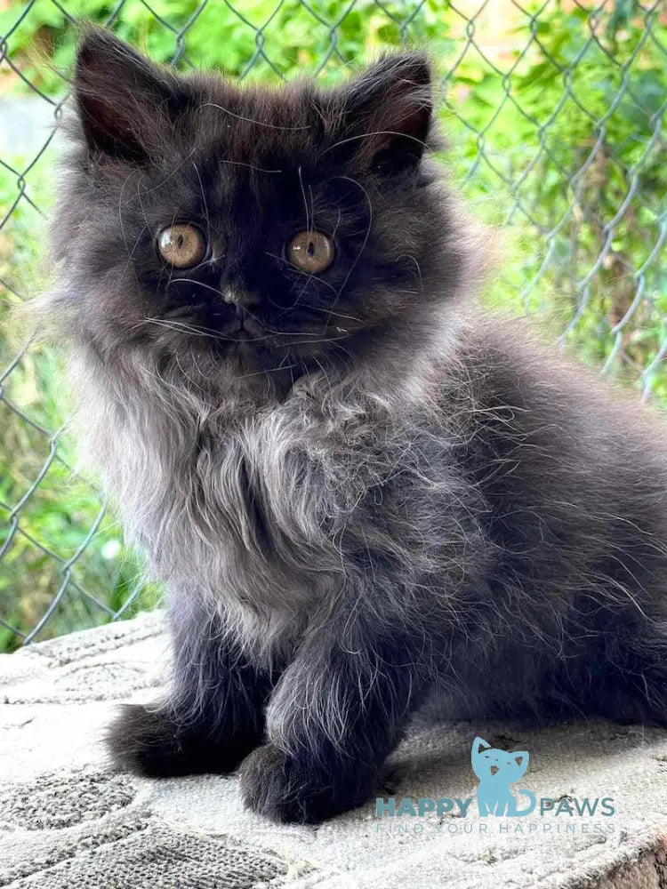 Ramina British Longhair Female Black Live Animals