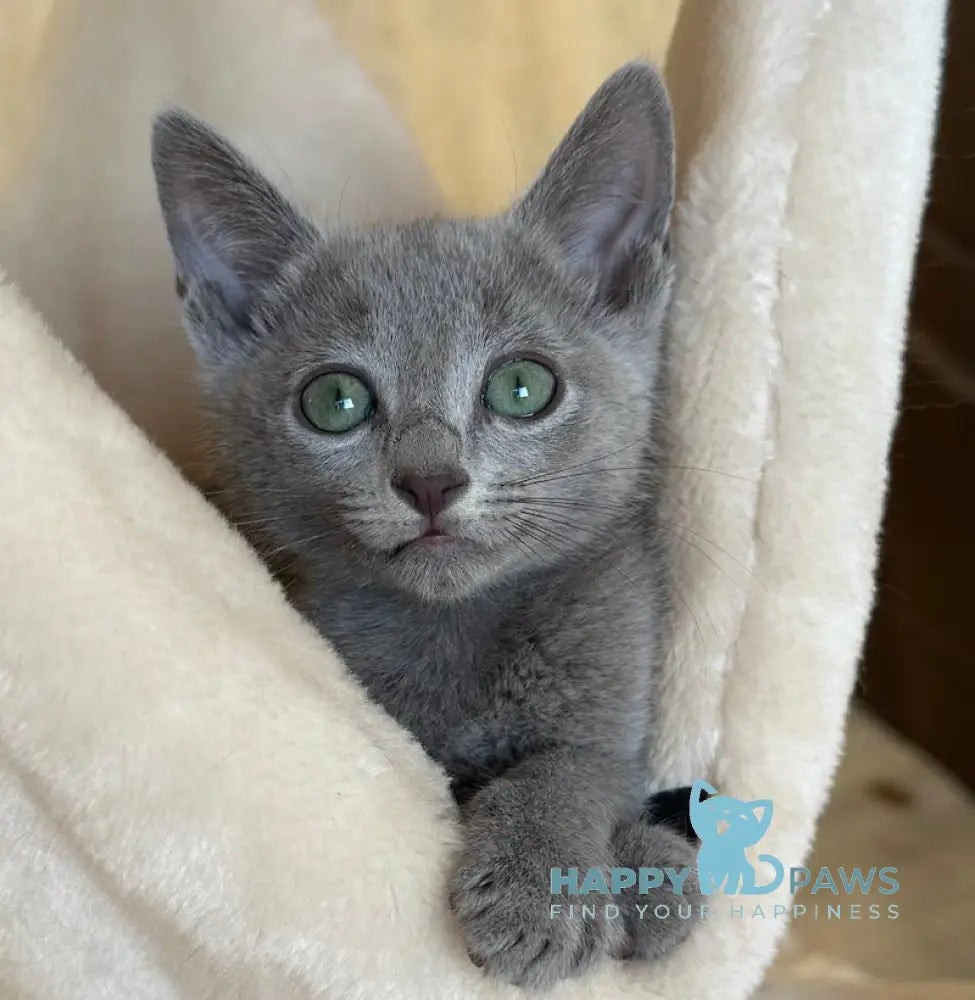 Rassel Russian Blue Male Blue Live Animals