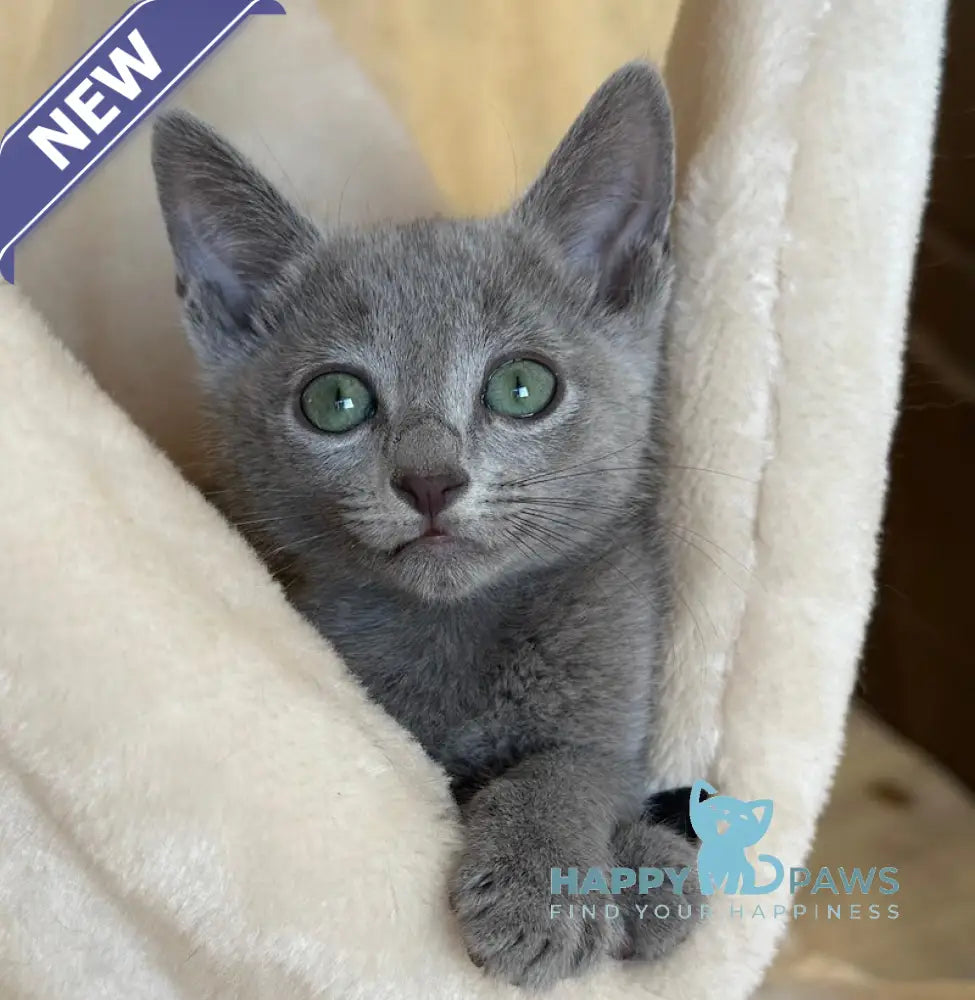 Rassel Russian Blue Male Blue Live Animals