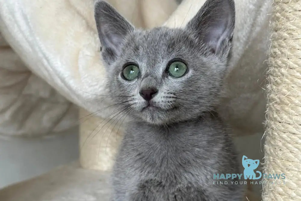 Rassel Russian Blue Male Blue Live Animals