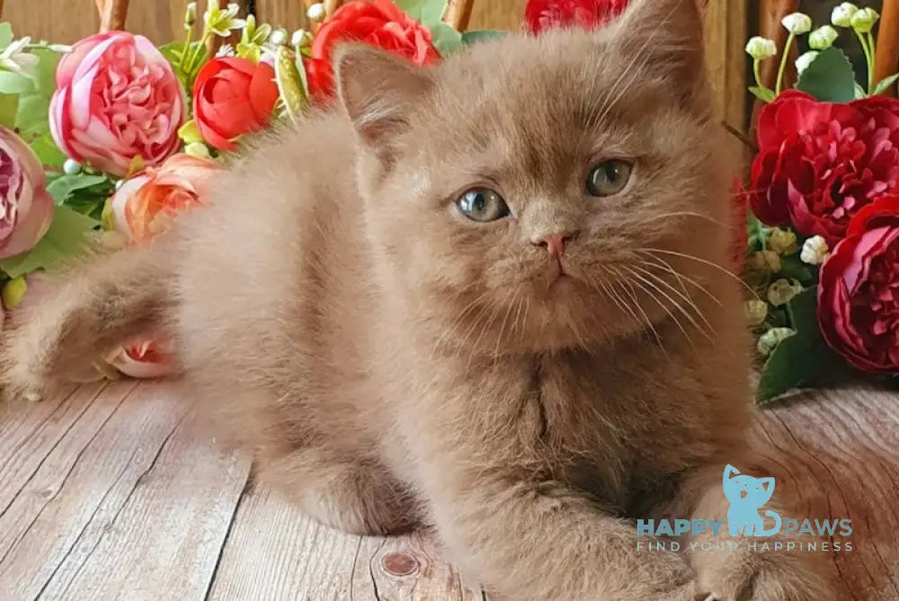 Ray British Shorthair Male Cinnamon Live Animals