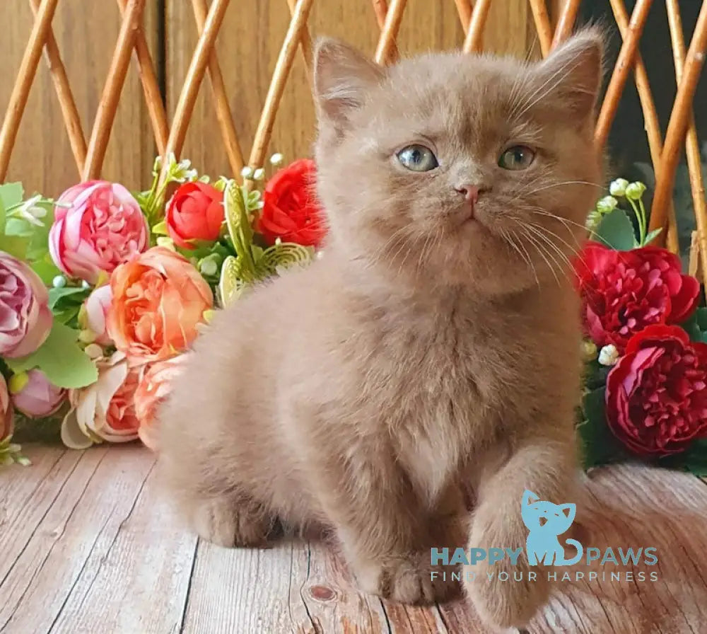 Ray British Shorthair Male Cinnamon Live Animals