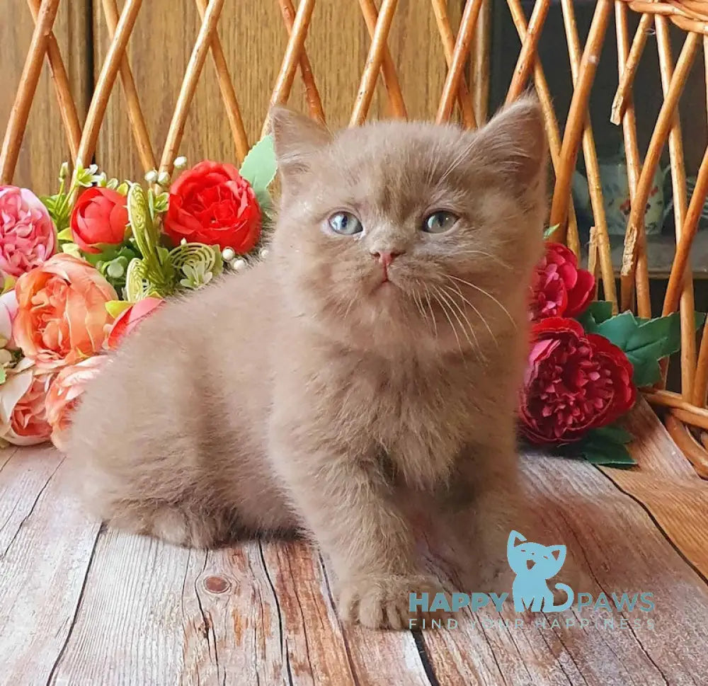 Ray British Shorthair Male Cinnamon Live Animals