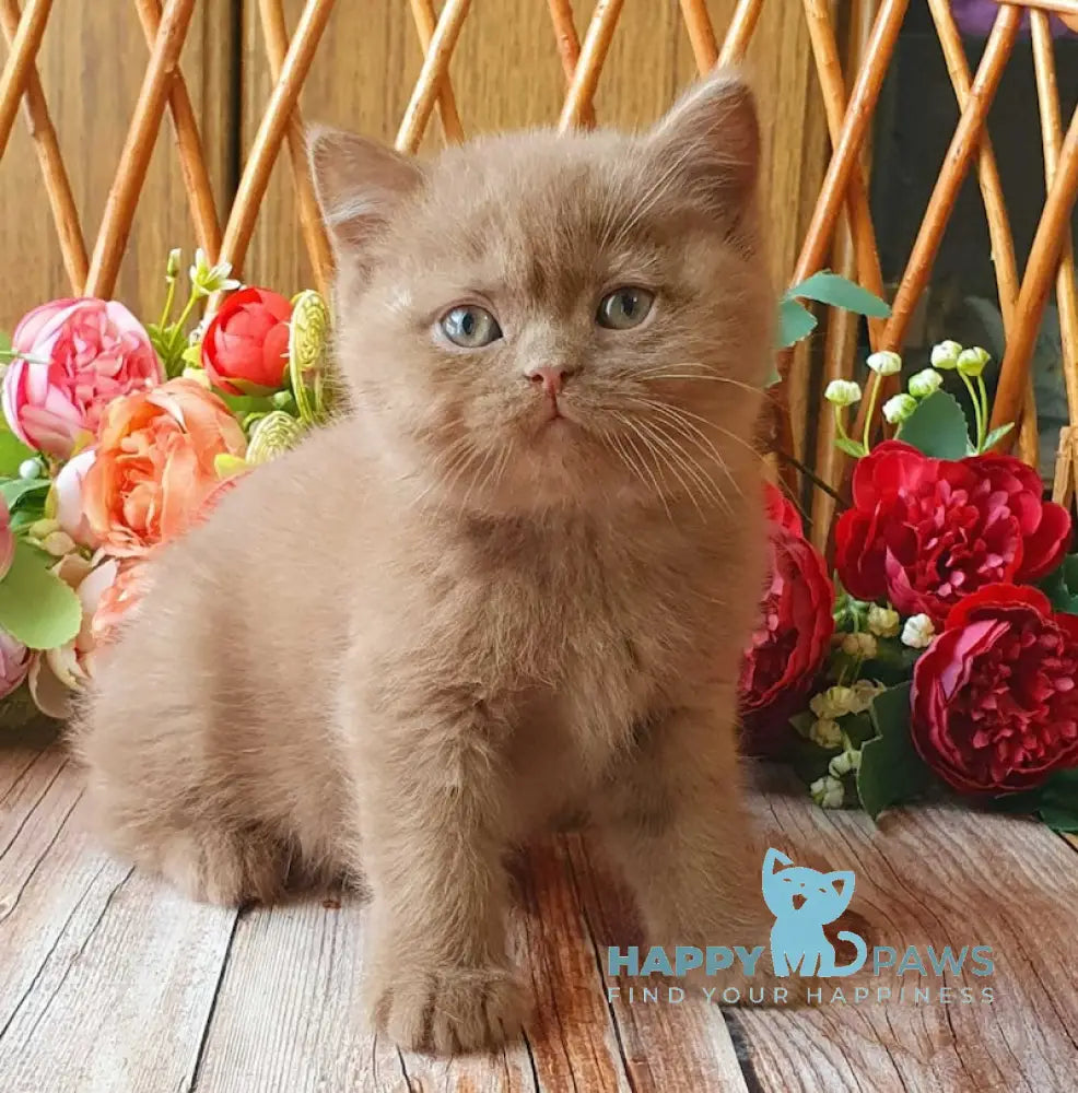 Ray British Shorthair Male Cinnamon Live Animals