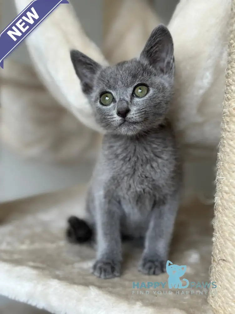 Razz Russian Blue Male Blue Live Animals