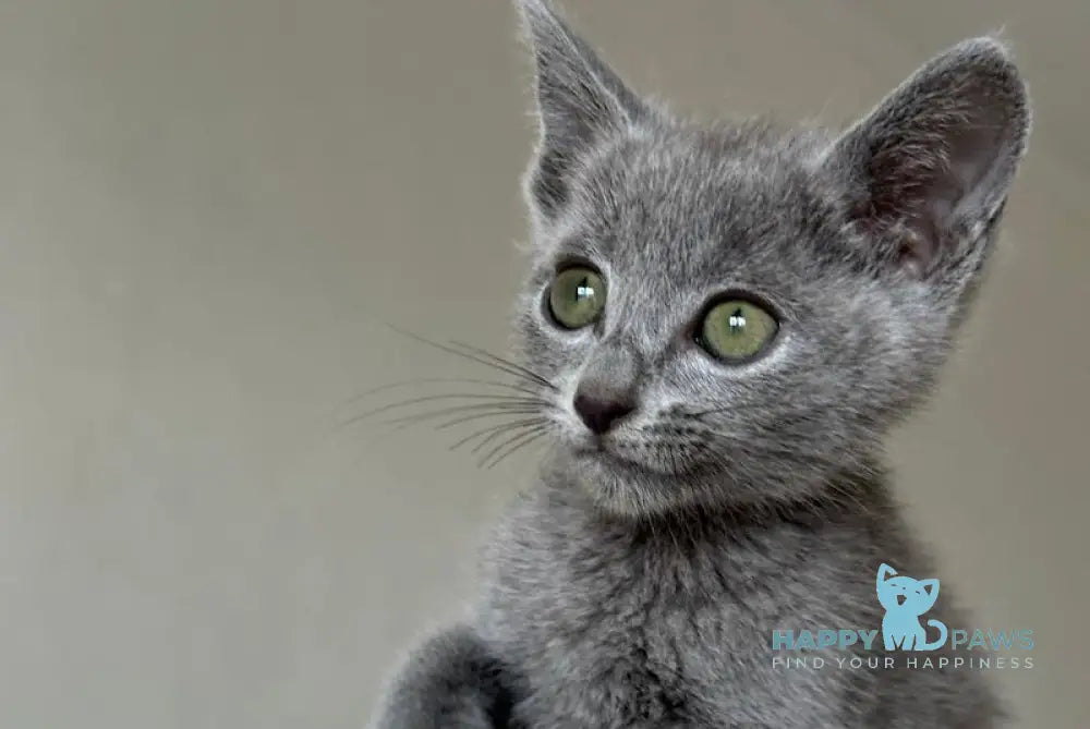 Razz Russian Blue Male Blue Live Animals