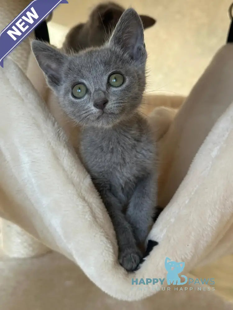 Razz Russian Blue Male Blue Live Animals