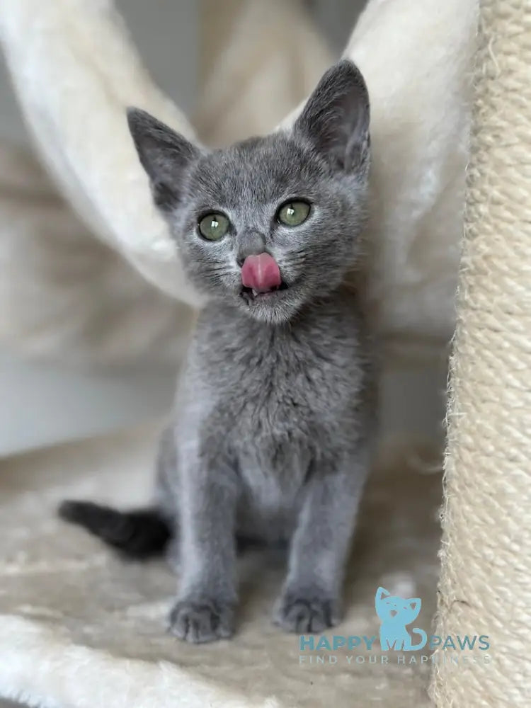 Razz Russian Blue Male Blue Live Animals