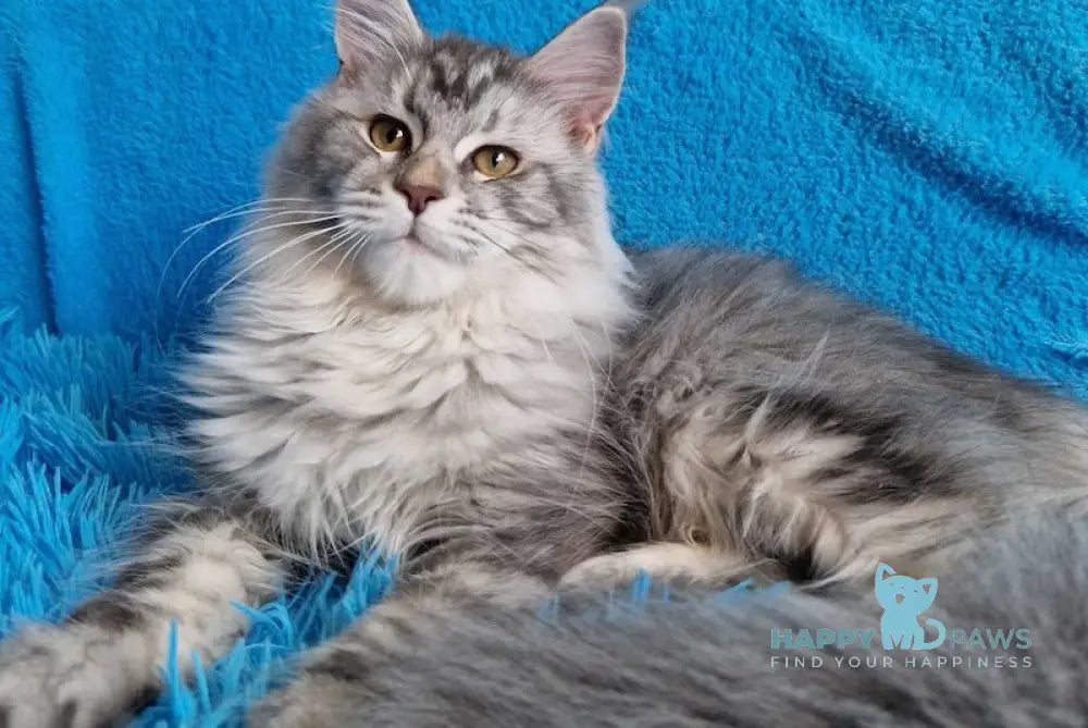 Renata Maine Coon Female Blue Silver Tabby Live Animals
