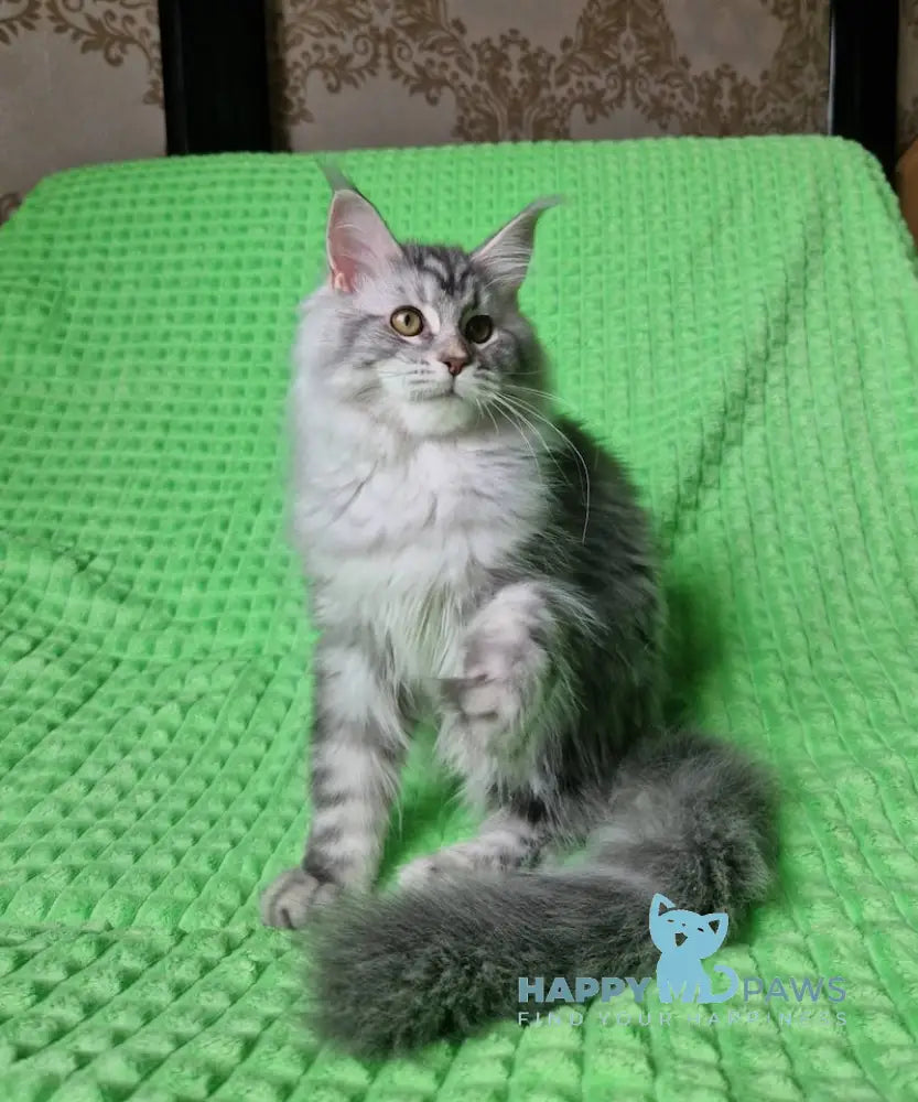 Renata Maine Coon Female Blue Silver Tabby Live Animals