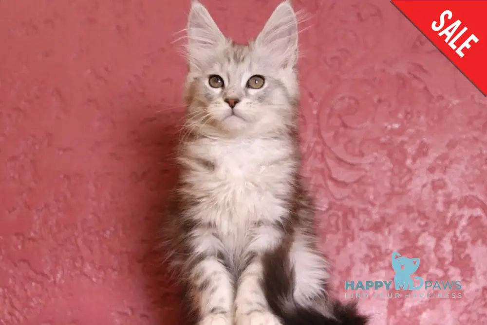 Rianna Maine Coon Female Black Silver Tabby Live Animals