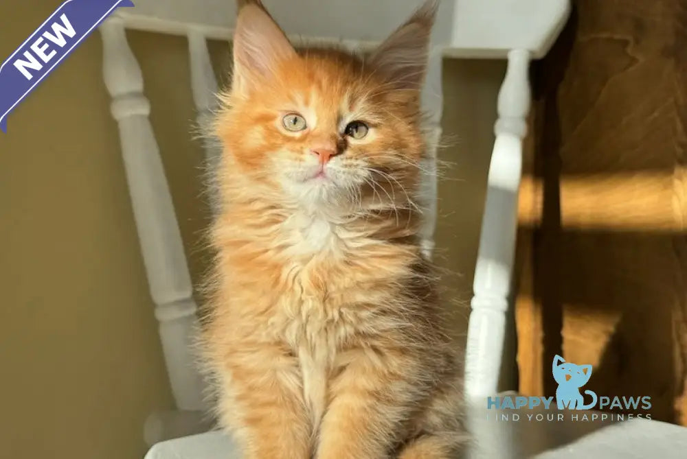 Ricotta Maine Coon Female Red Tabby Live Animals