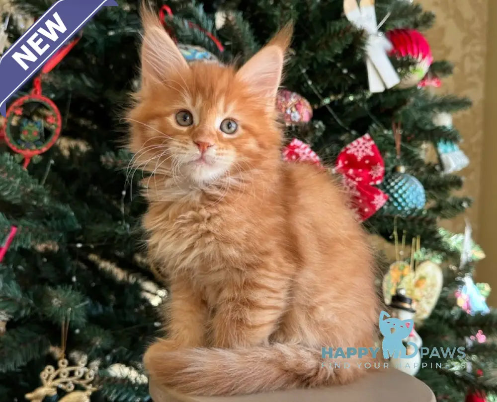 Ricotta Maine Coon Female Red Tabby Live Animals