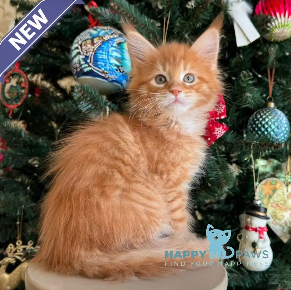 Ricotta Maine Coon Female Red Tabby Live Animals