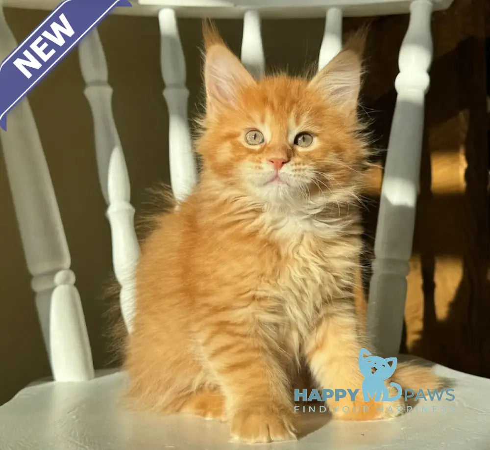 Ricotta Maine Coon Female Red Tabby Live Animals