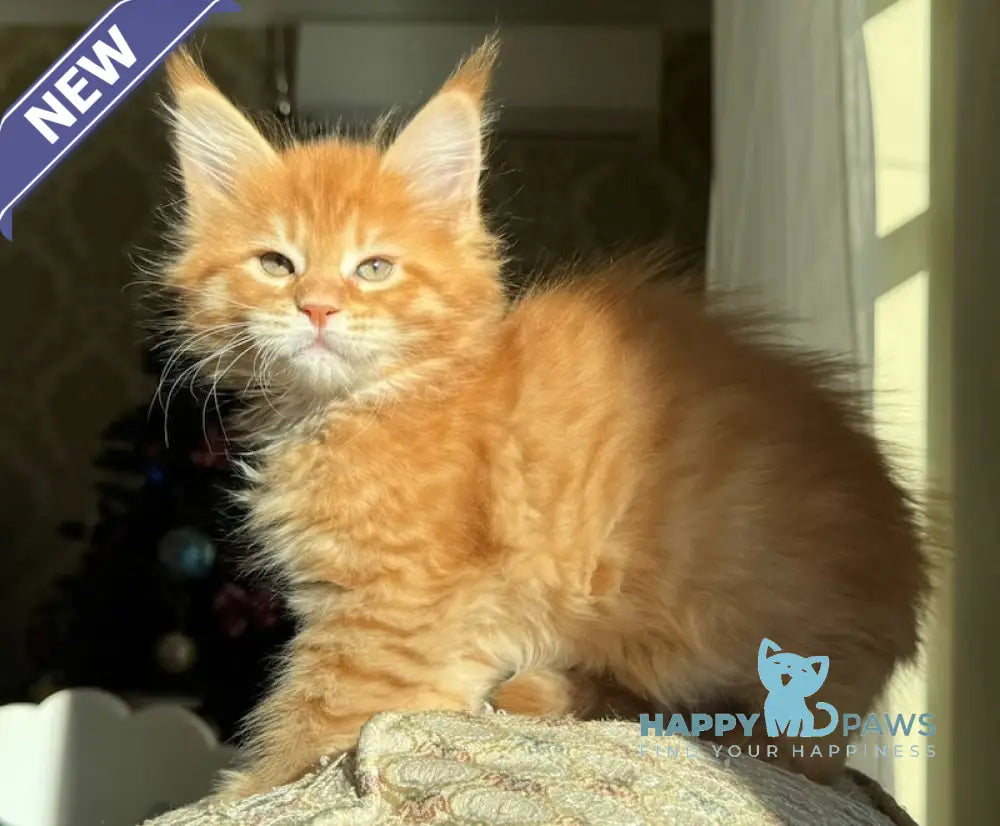 Ricotta Maine Coon Female Red Tabby Live Animals