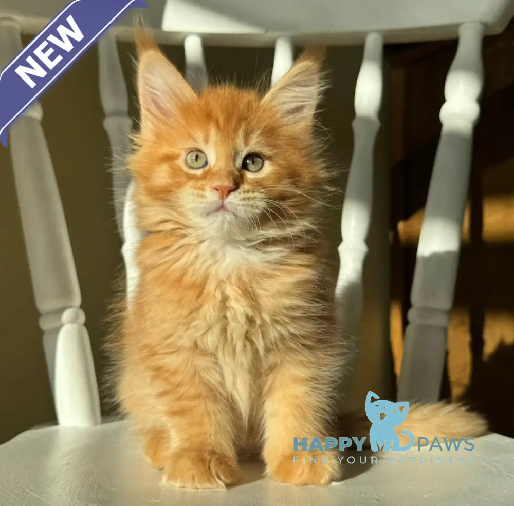 Ricotta Maine Coon Female Red Tabby Live Animals