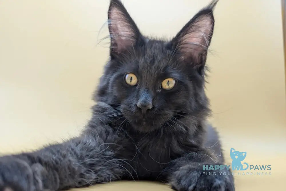 Rihana Maine Coon Female Black Live Animals