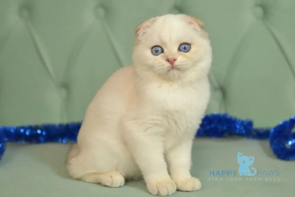 Riki Scottish Fold Male Blue Silver Shaded Pointed Live Animals