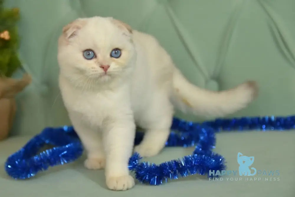 Riki Scottish Fold Male Blue Silver Shaded Pointed Live Animals