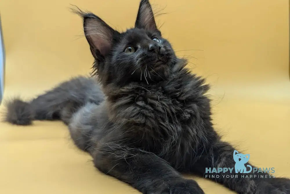 Rim Maine Coon Male Black Live Animals