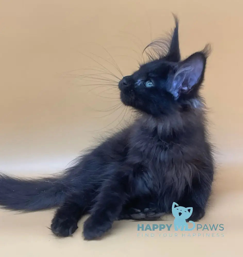 Rita Maine Coon Female Black Smoke Live Animals