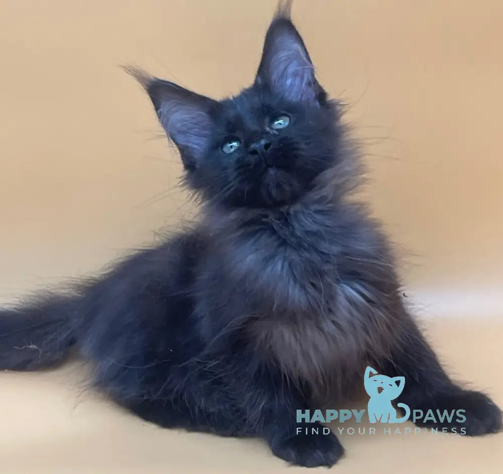 Rita Maine Coon Female Black Smoke Live Animals