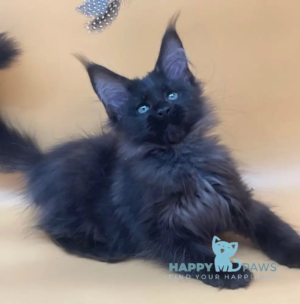 Rita Maine Coon Female Black Smoke Live Animals