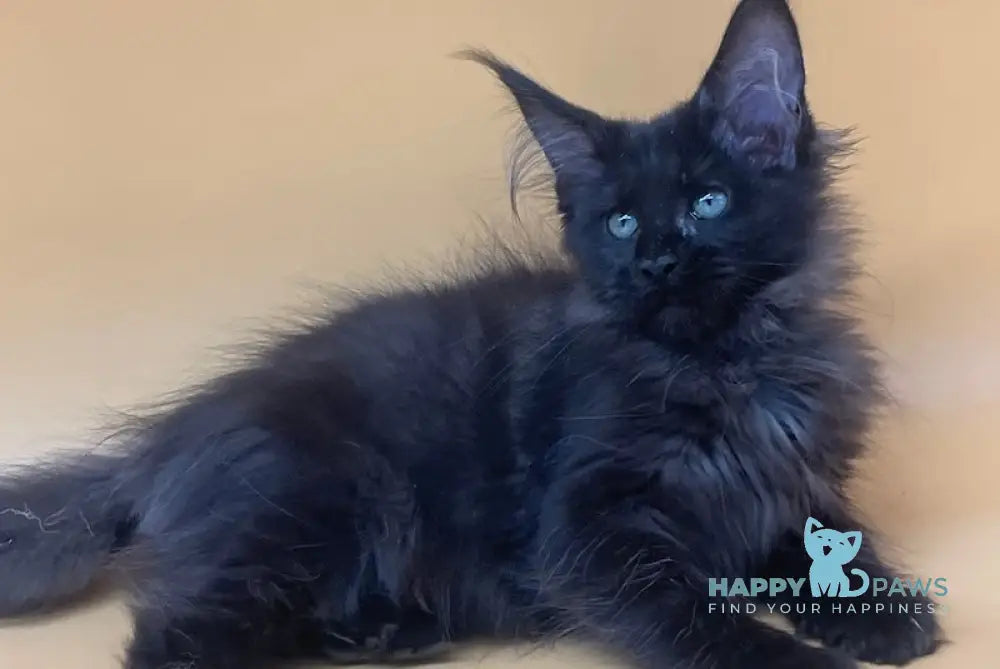 Rita Maine Coon Female Black Smoke Live Animals