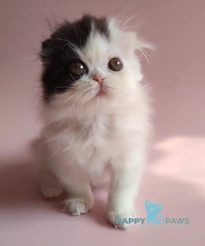 Robin Hood Scottish Fold Male Black Harlequin Live Animals