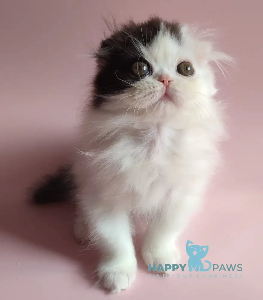 Robin Hood Scottish Fold Male Black Harlequin Live Animals