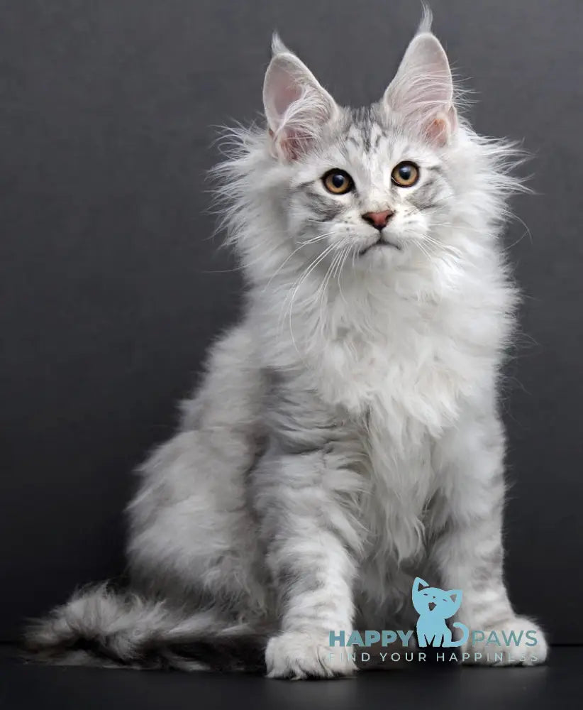 Rokki Maine Coon Male Black Silver Tabby Live Animals