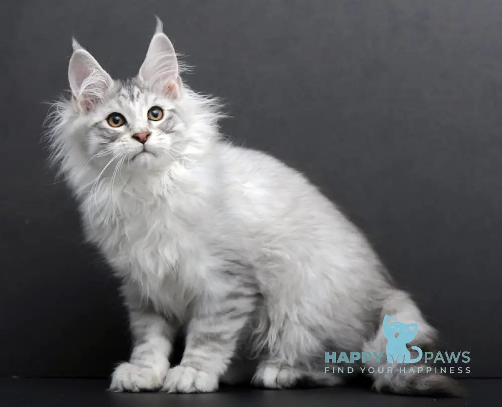 Rokki Maine Coon Male Black Silver Tabby Live Animals