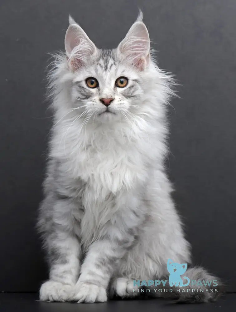 Rokki Maine Coon Male Black Silver Tabby Live Animals