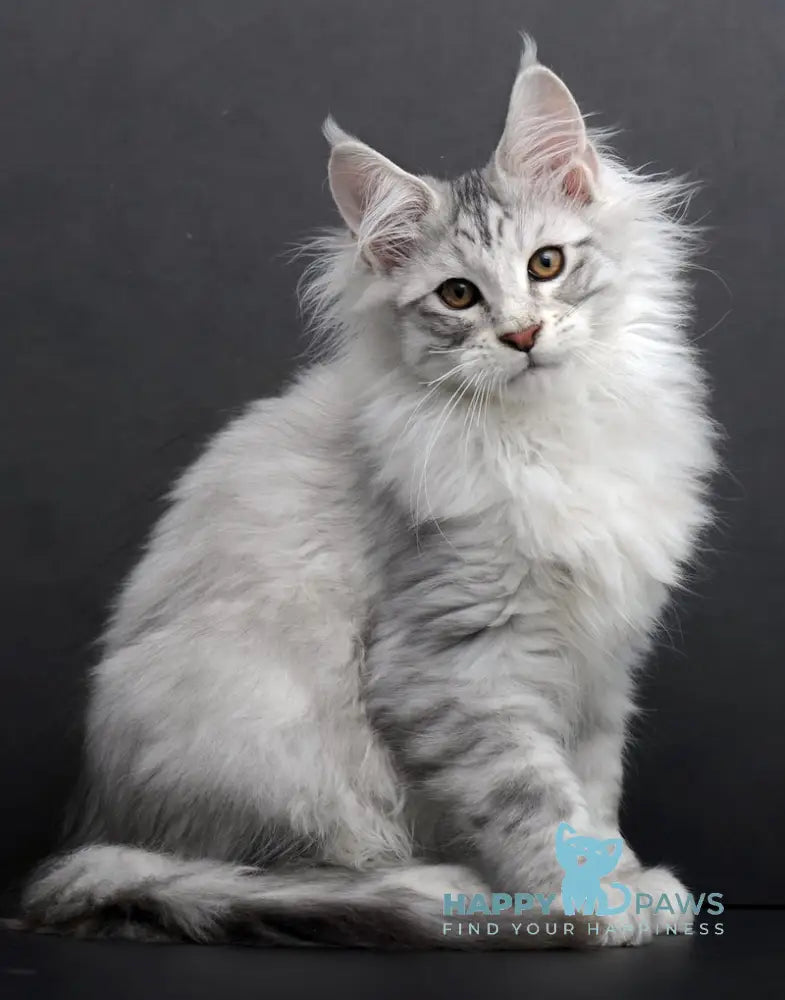 Rokki Maine Coon Male Black Silver Tabby Live Animals