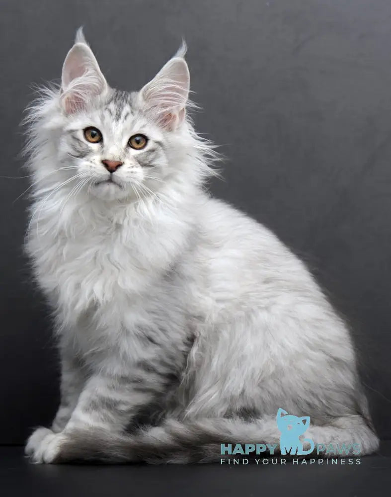 Rokki Maine Coon Male Black Silver Tabby Live Animals