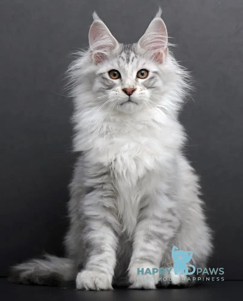 Rokki Maine Coon Male Black Silver Tabby Live Animals