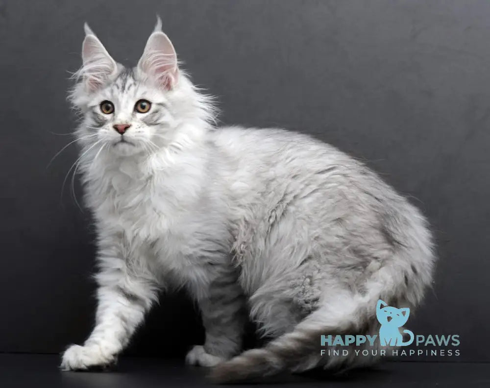 Rokki Maine Coon Male Black Silver Tabby Live Animals