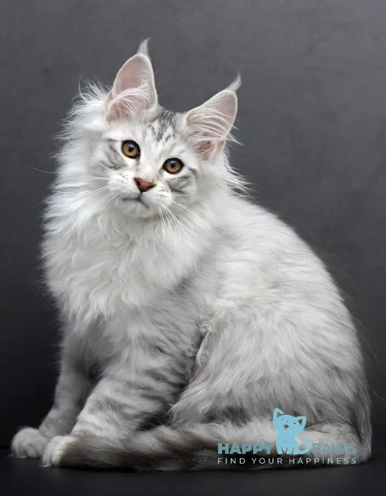 Rokki Maine Coon Male Black Silver Tabby Live Animals