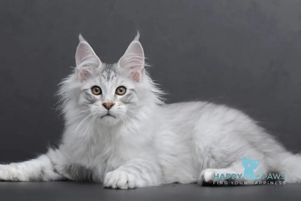 Rokki Maine Coon Male Black Silver Tabby Live Animals