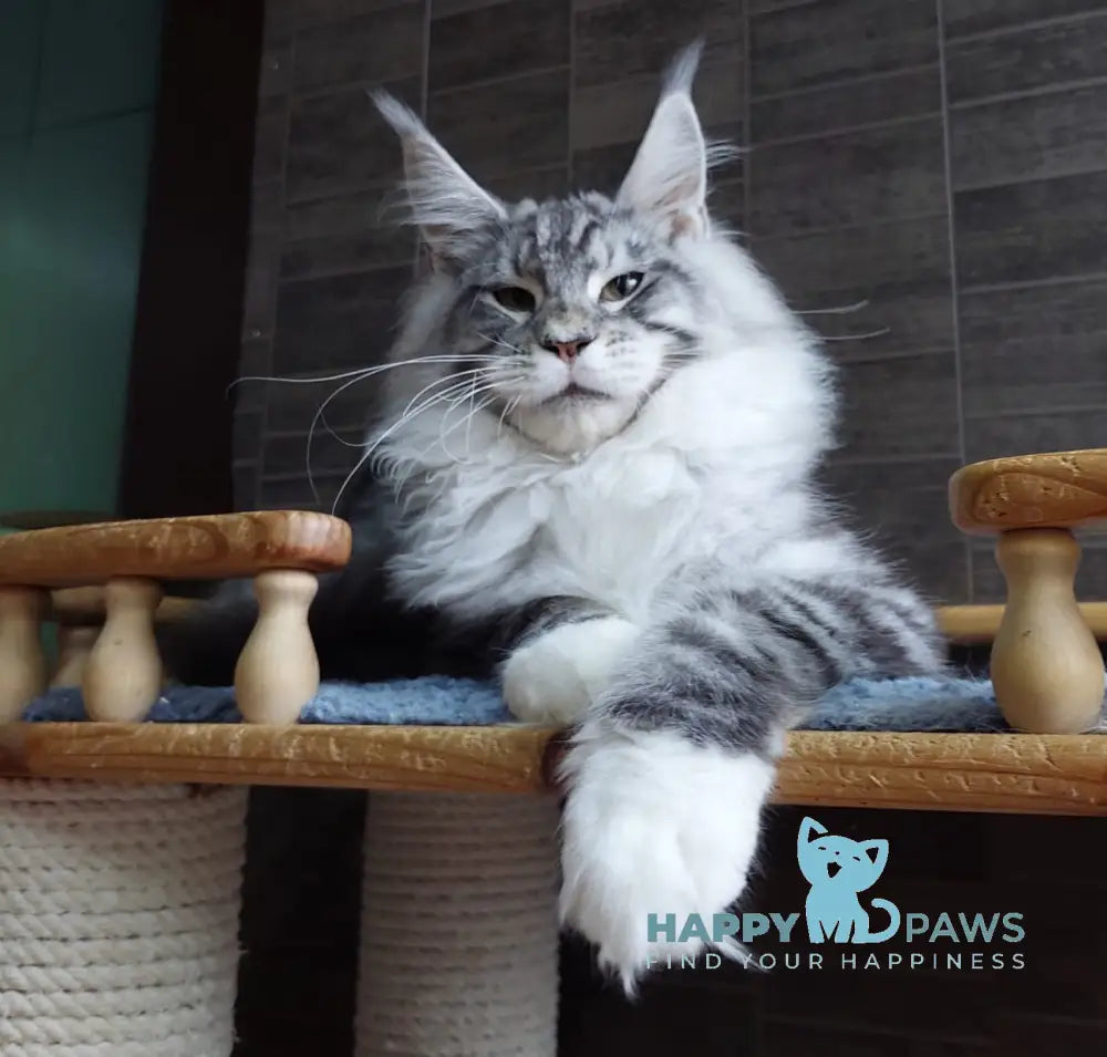 Rokki Maine Coon Male Black Silver Tabby Live Animals