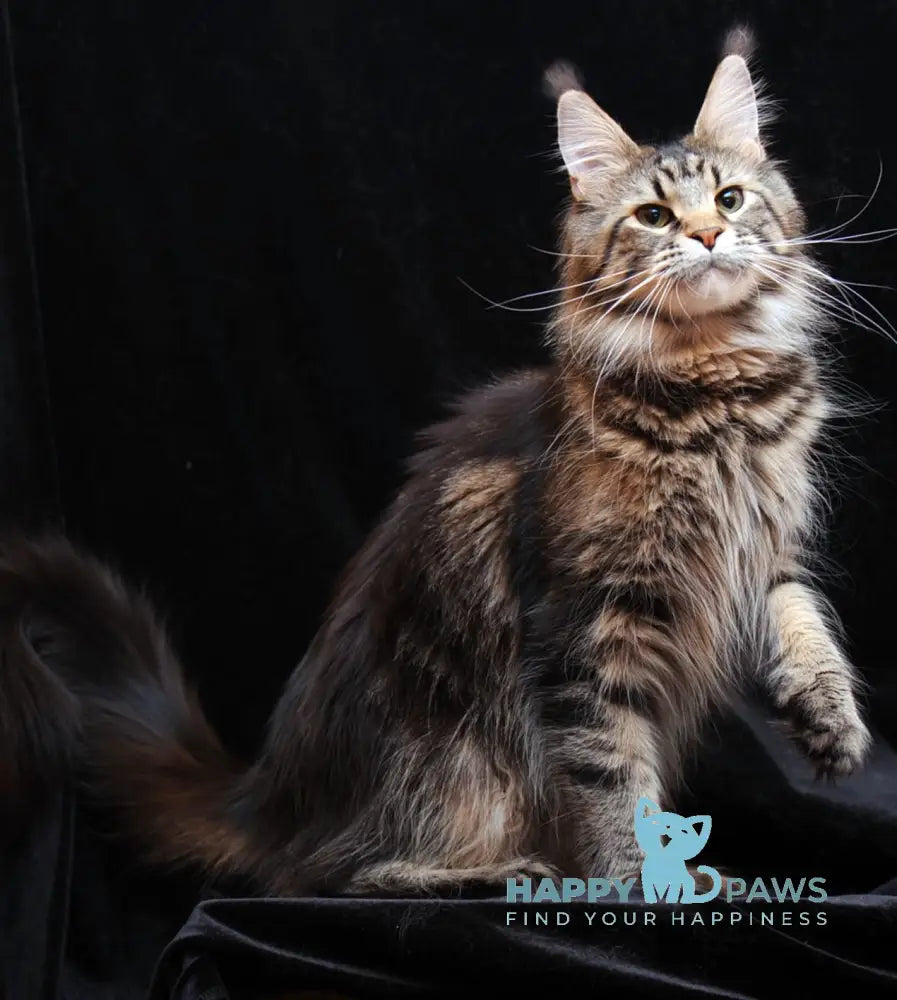 Rokki Maine Coon Male Black Silver Tabby Live Animals