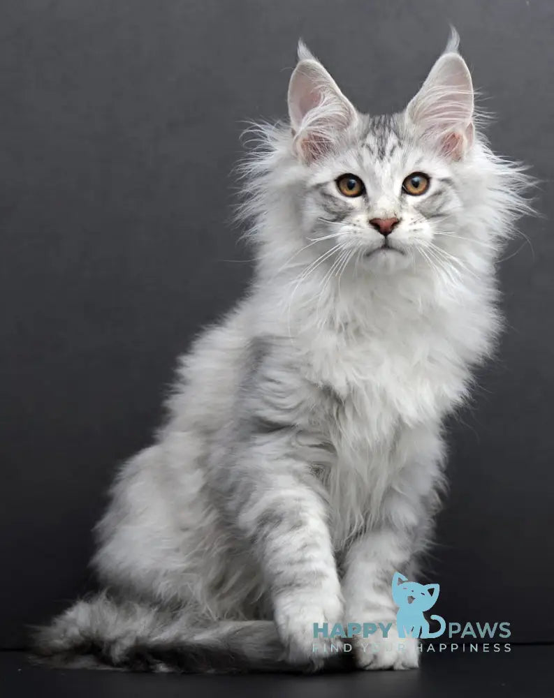 Rokki Maine Coon Male Black Silver Tabby Live Animals