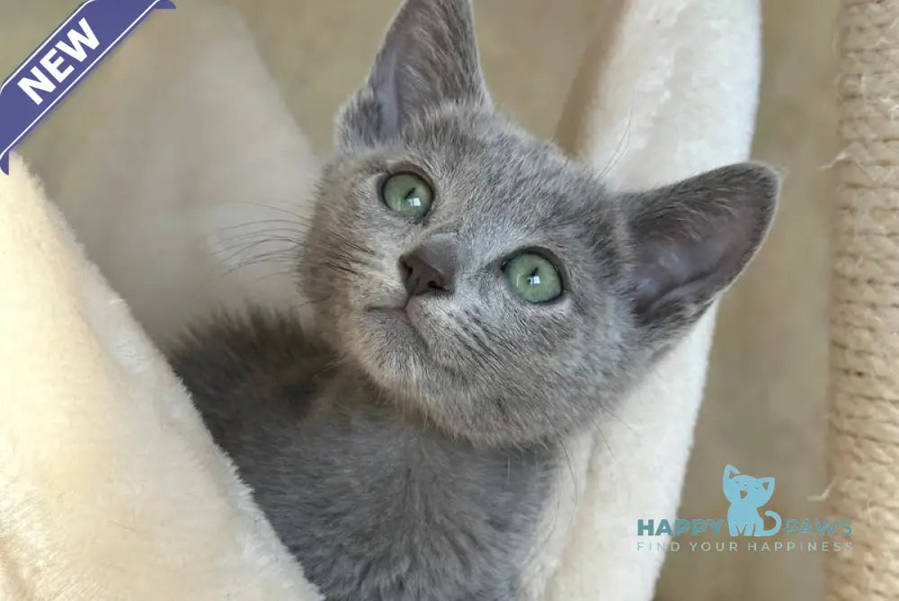 Roman Russian Blue Male Blue Live Animals